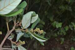 Cryptocarya stocksii